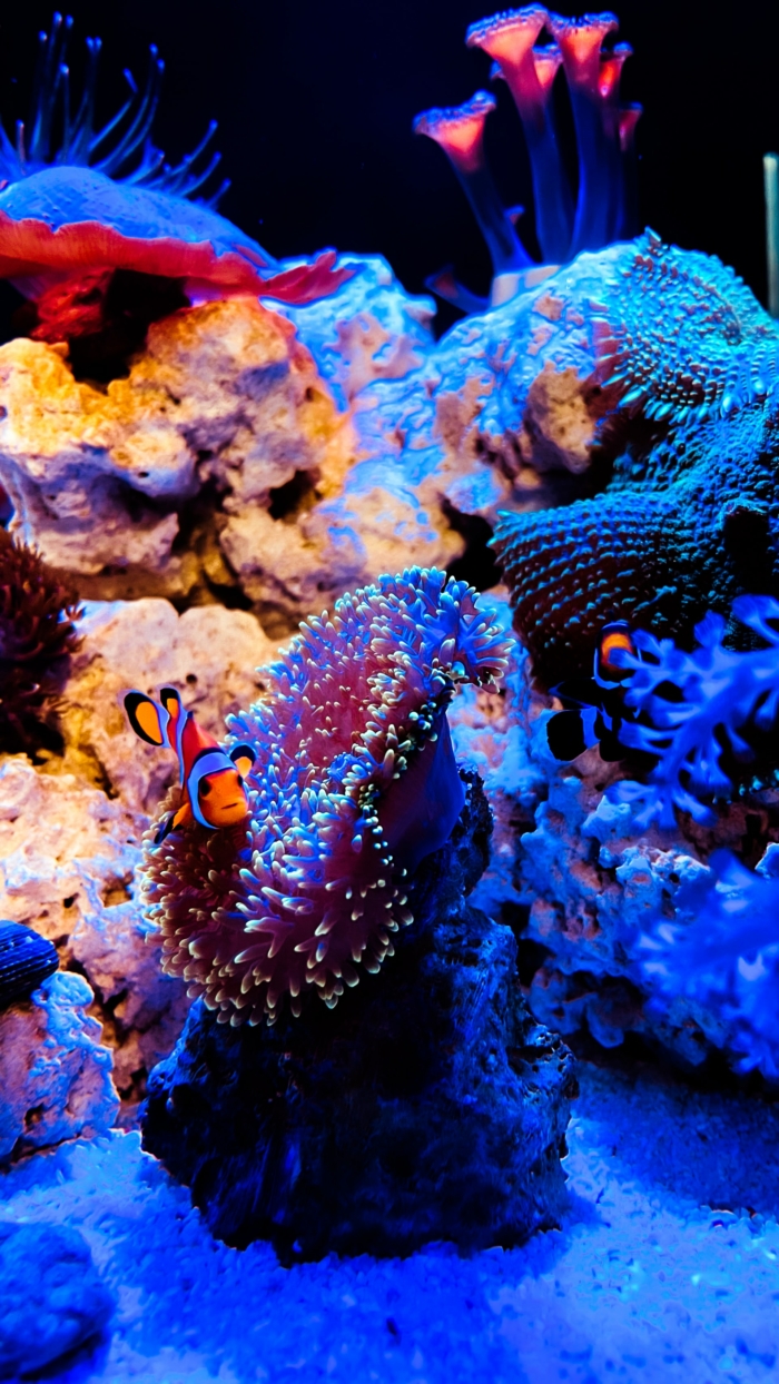 40 Beautiful And Amazing Aquatic Life Photos Image-6