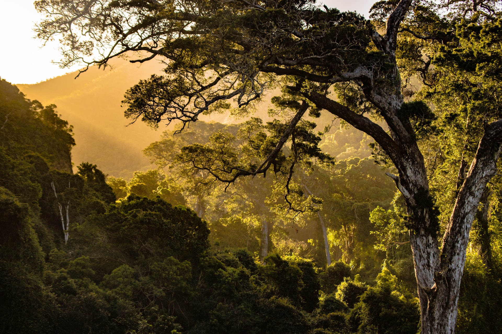 50 Beautiful Examples of Tree Photography Image-44
