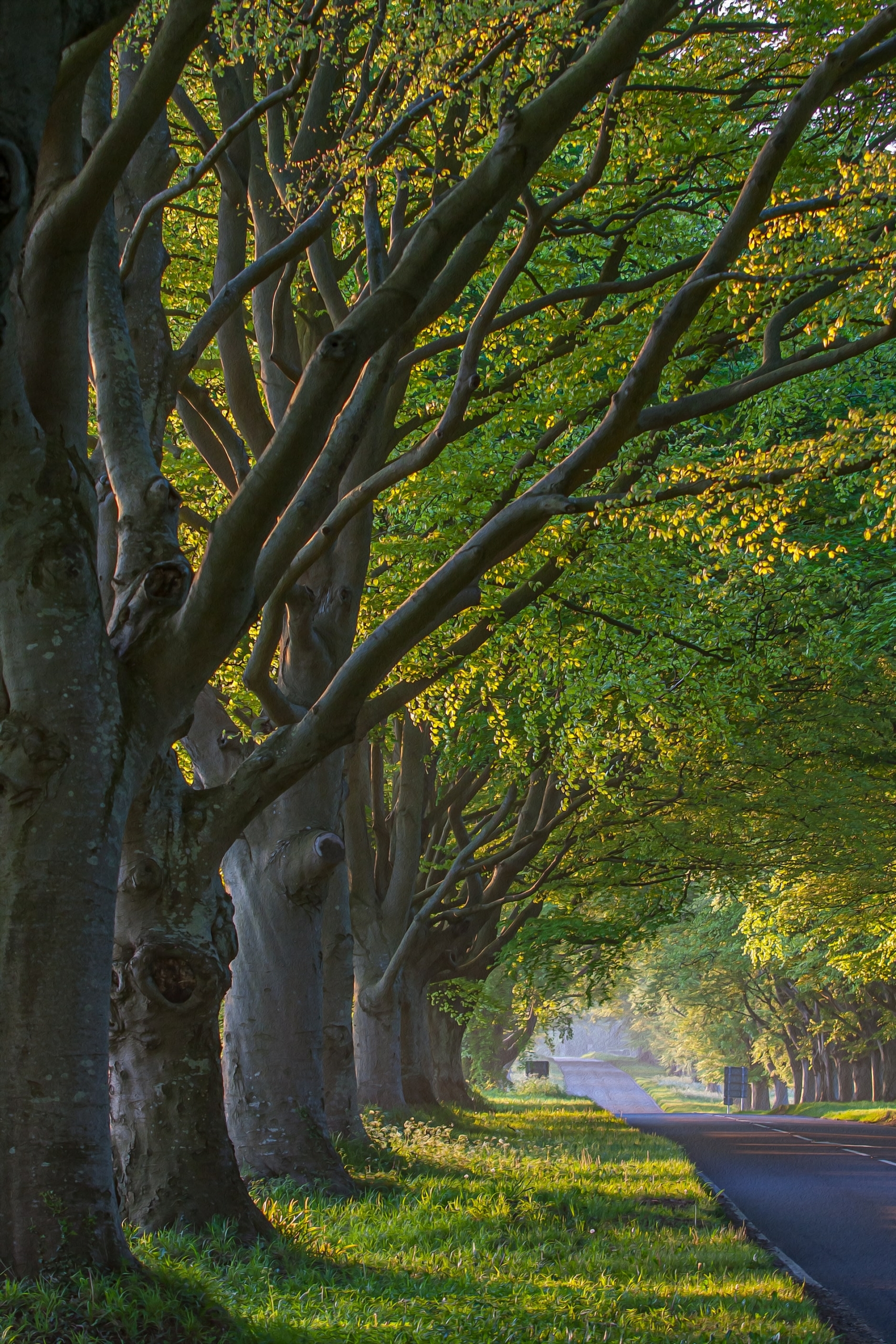 50 Beautiful Examples of Tree Photography Image-9