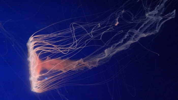 40 Beautiful And Amazing Aquatic Life Photos Image-2