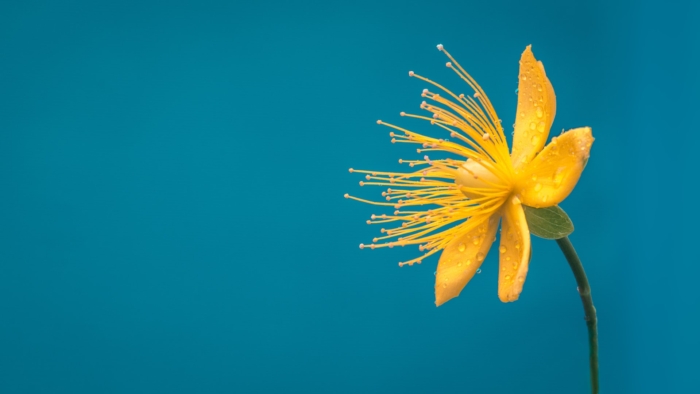 50 Beautiful Examples of Flower Photography Image-19