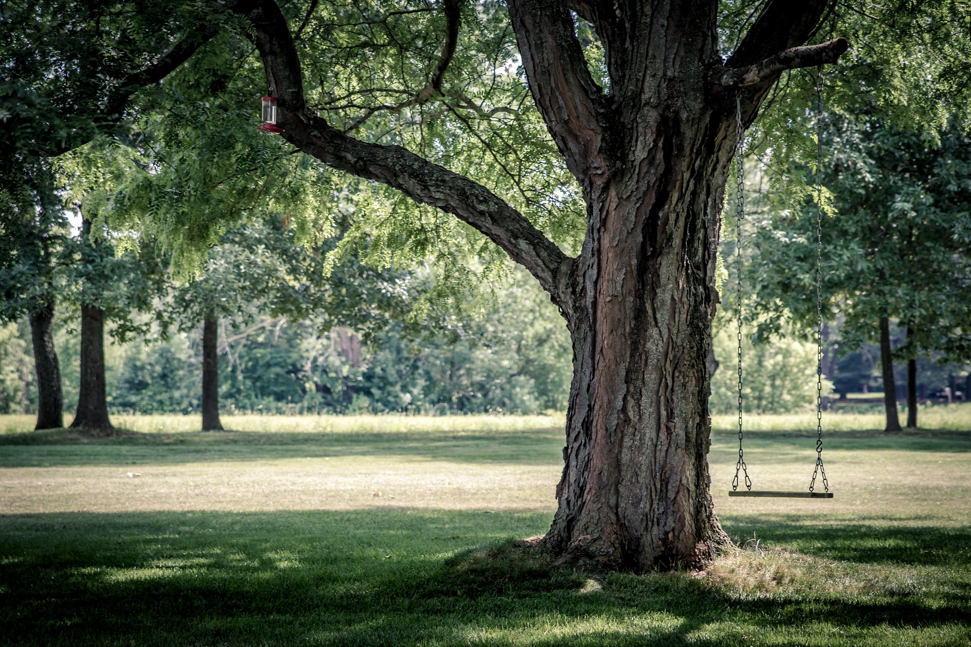 50 Beautiful Examples of Tree Photography Image-14