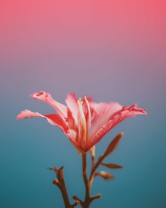 50 Beautiful Examples of Flower Photography Image-30