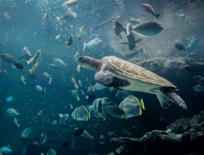 40 Beautiful And Amazing Aquatic Life Photos Image-3