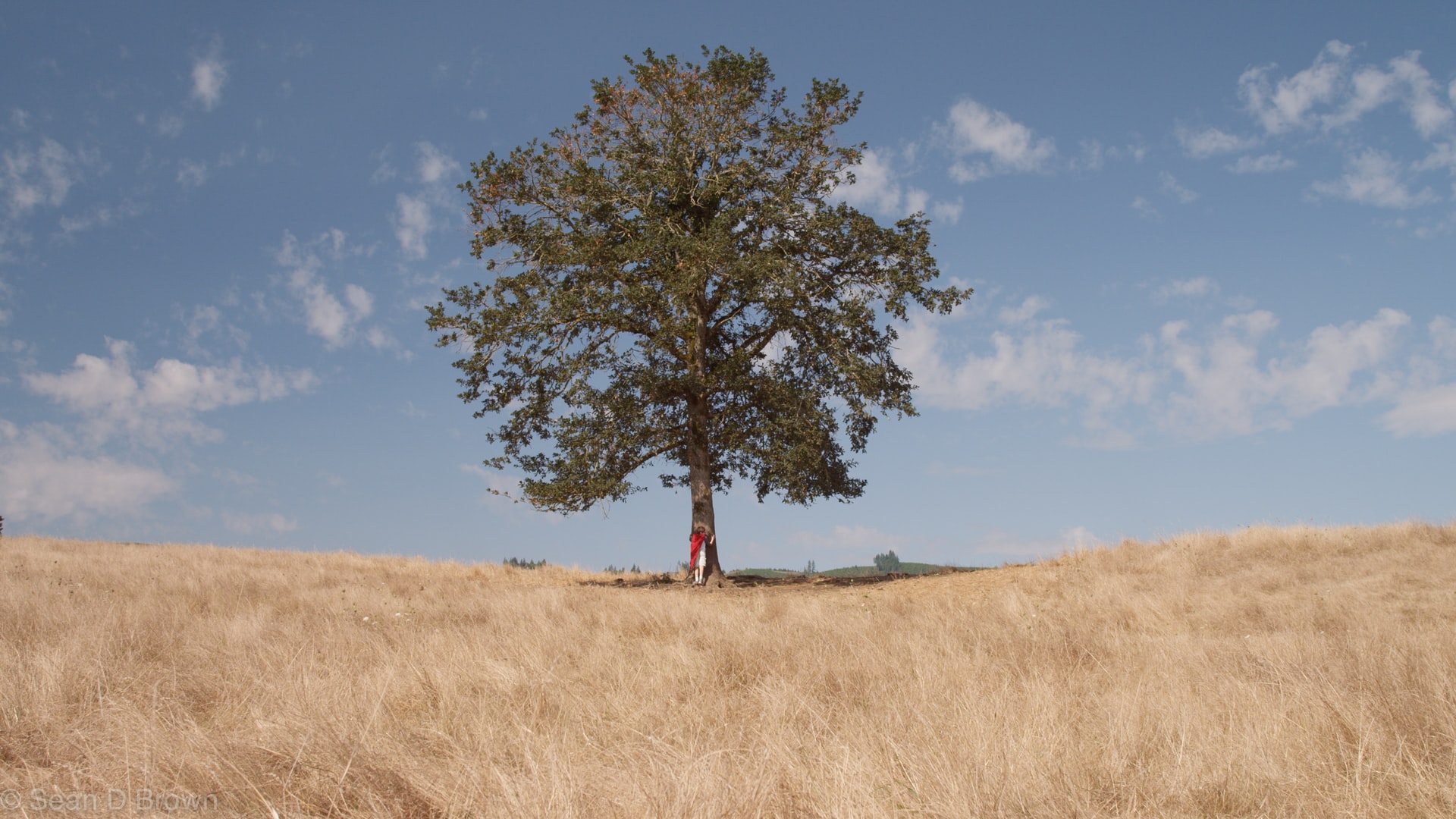 50 Beautiful Examples of Tree Photography Image-31