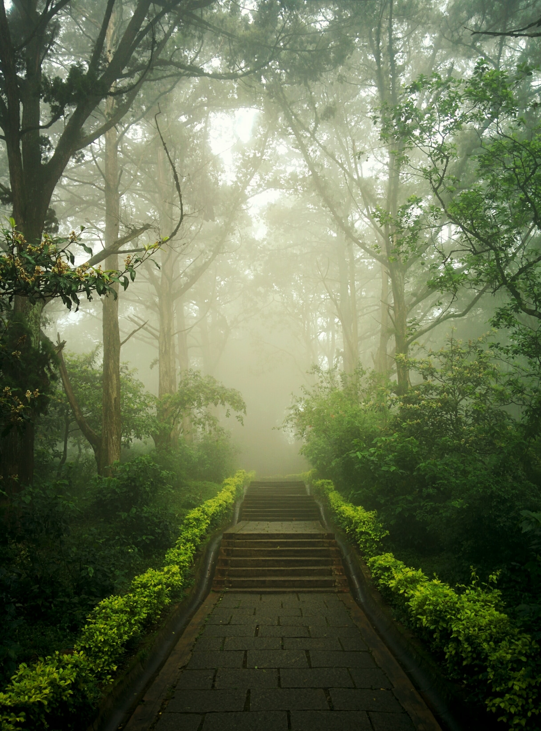 50 Beautiful Examples of Tree Photography Image-40