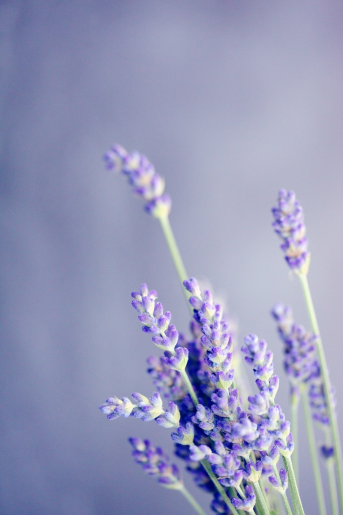50 Beautiful Examples of Flower Photography Image-31