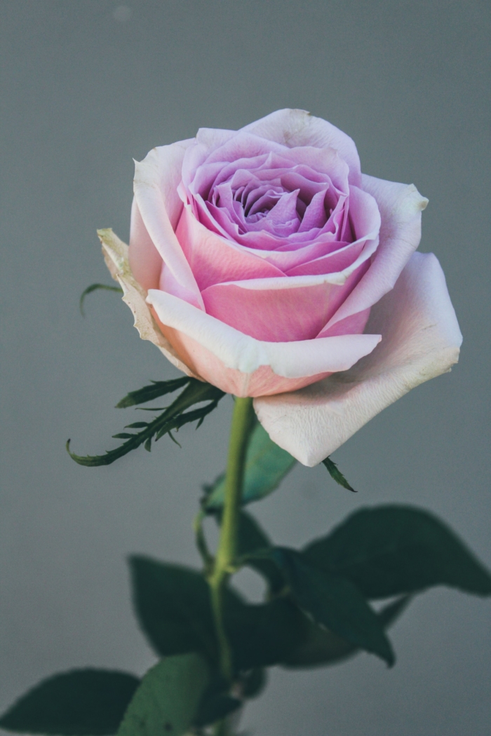 50 Beautiful Examples of Flower Photography Image-41