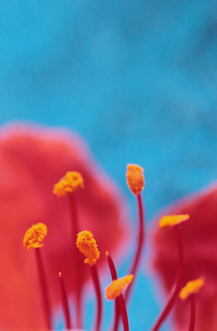 50 Beautiful Examples of Flower Photography Image-47