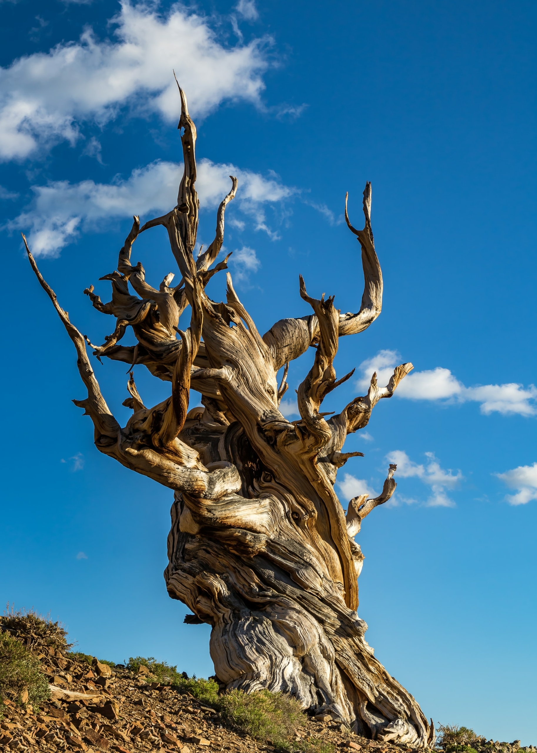 50 Beautiful Examples of Tree Photography Image-20