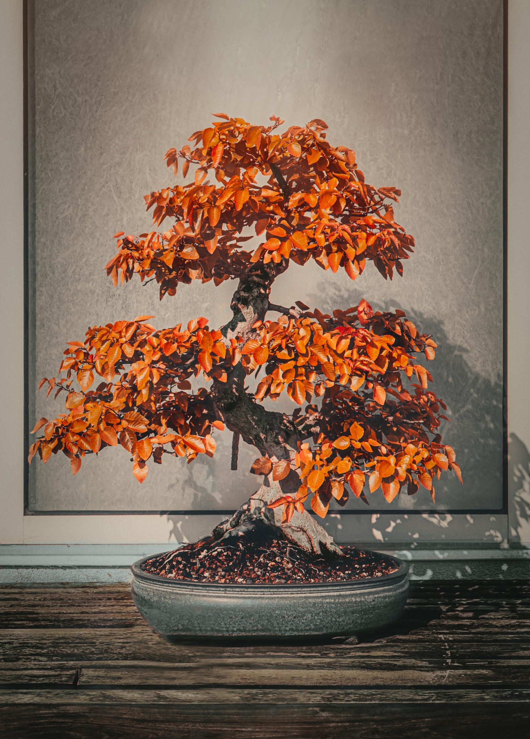 50 Beautiful Examples of Tree Photography Image-43