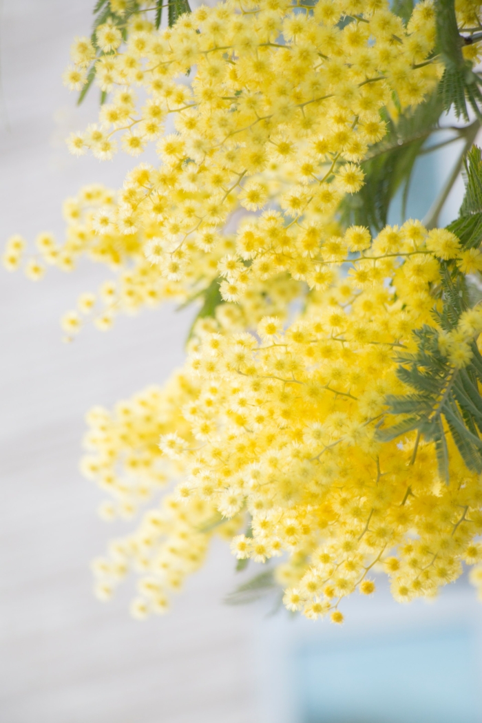 50 Beautiful Examples of Flower Photography Image-27