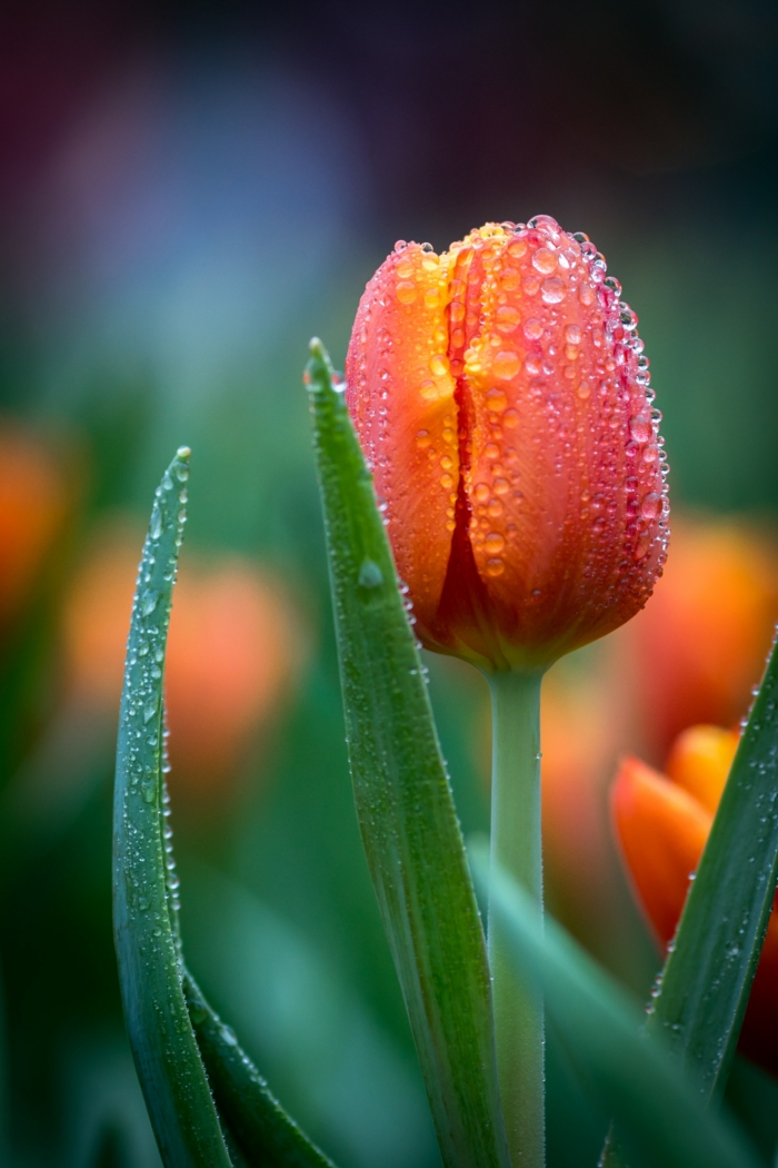 50 Beautiful Examples of Flower Photography Image-39