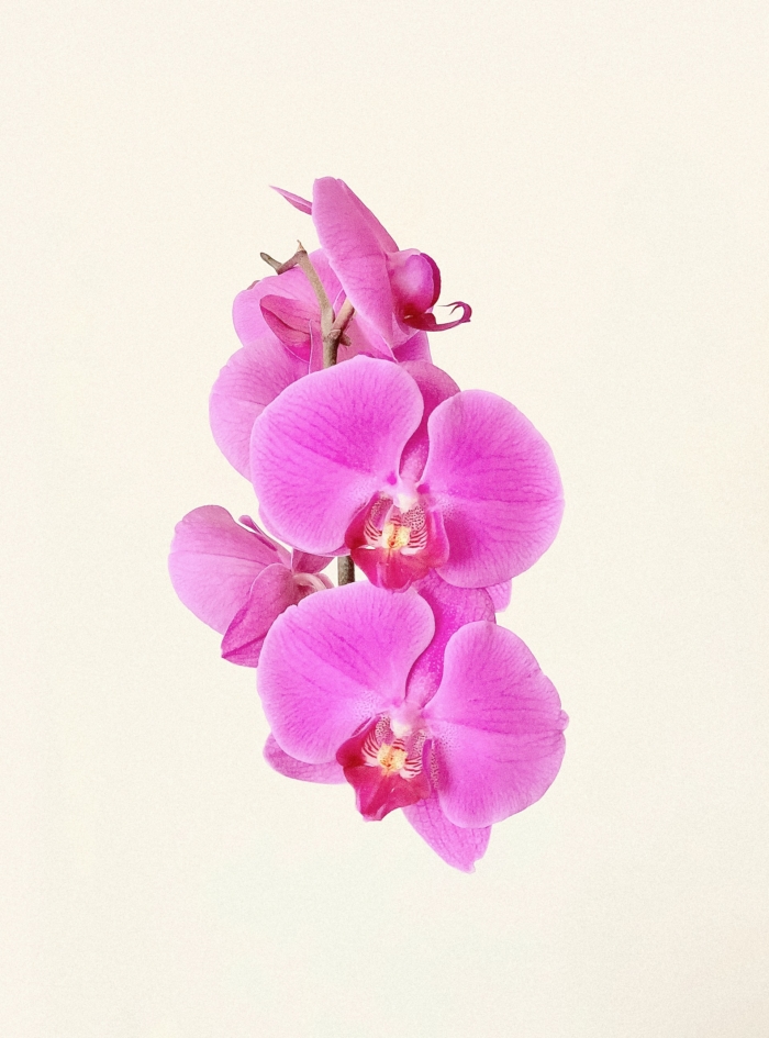 50 Beautiful Examples of Flower Photography Image-17