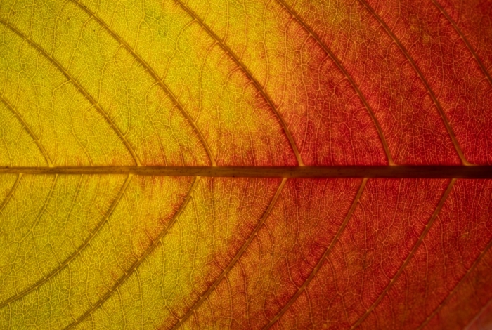 The Big Collection Of Free Background Textures Image-2