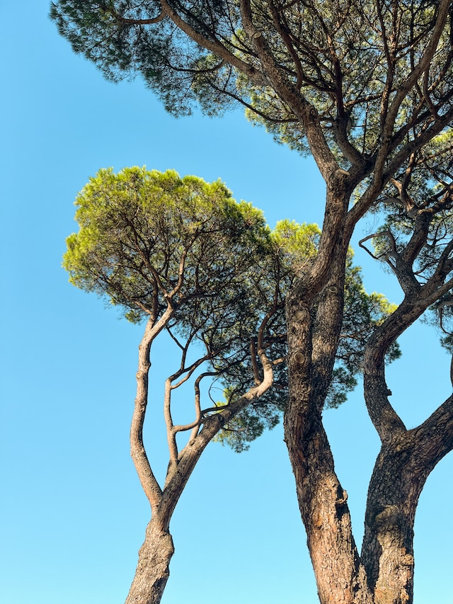 50 Beautiful Examples of Tree Photography Image-11