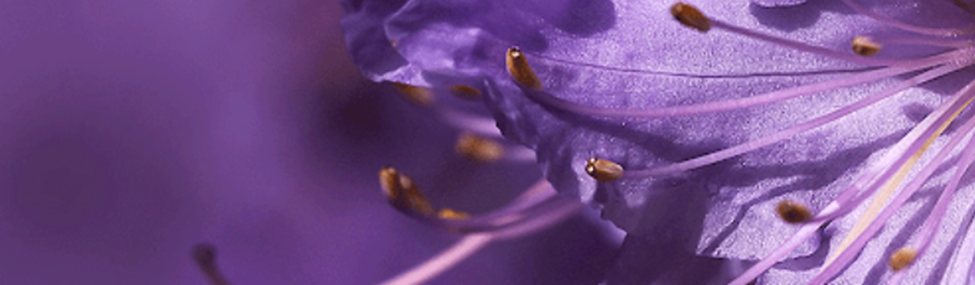 Une macro-photographie des détails et textures délicats d'une fleur violette