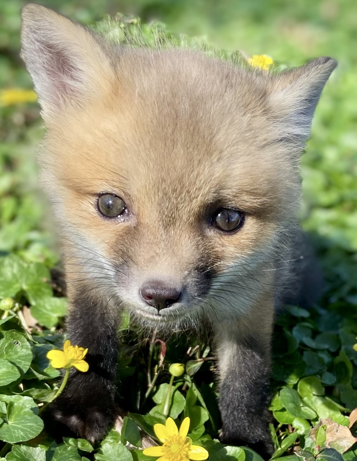 Image of a baby fox in WEST Wildlife Rehab