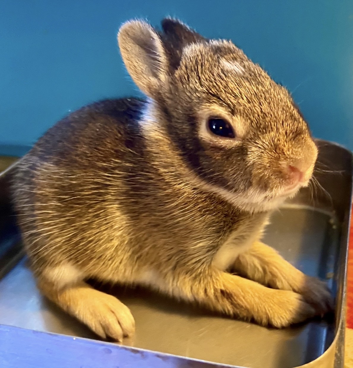 Image of a bunny in WEST Wildlife Rehab