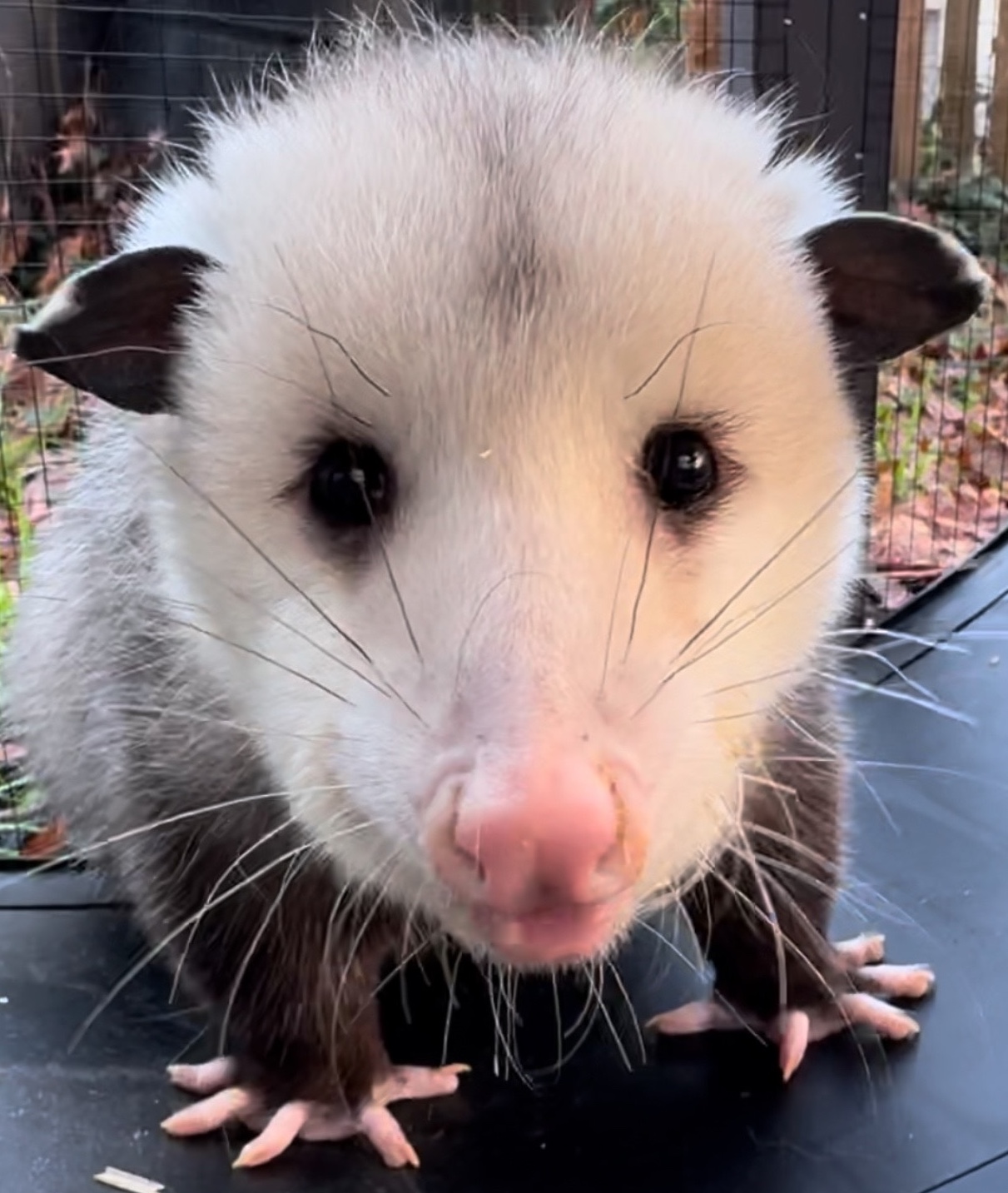 Image of a possum in WEST Wildlife Rehab