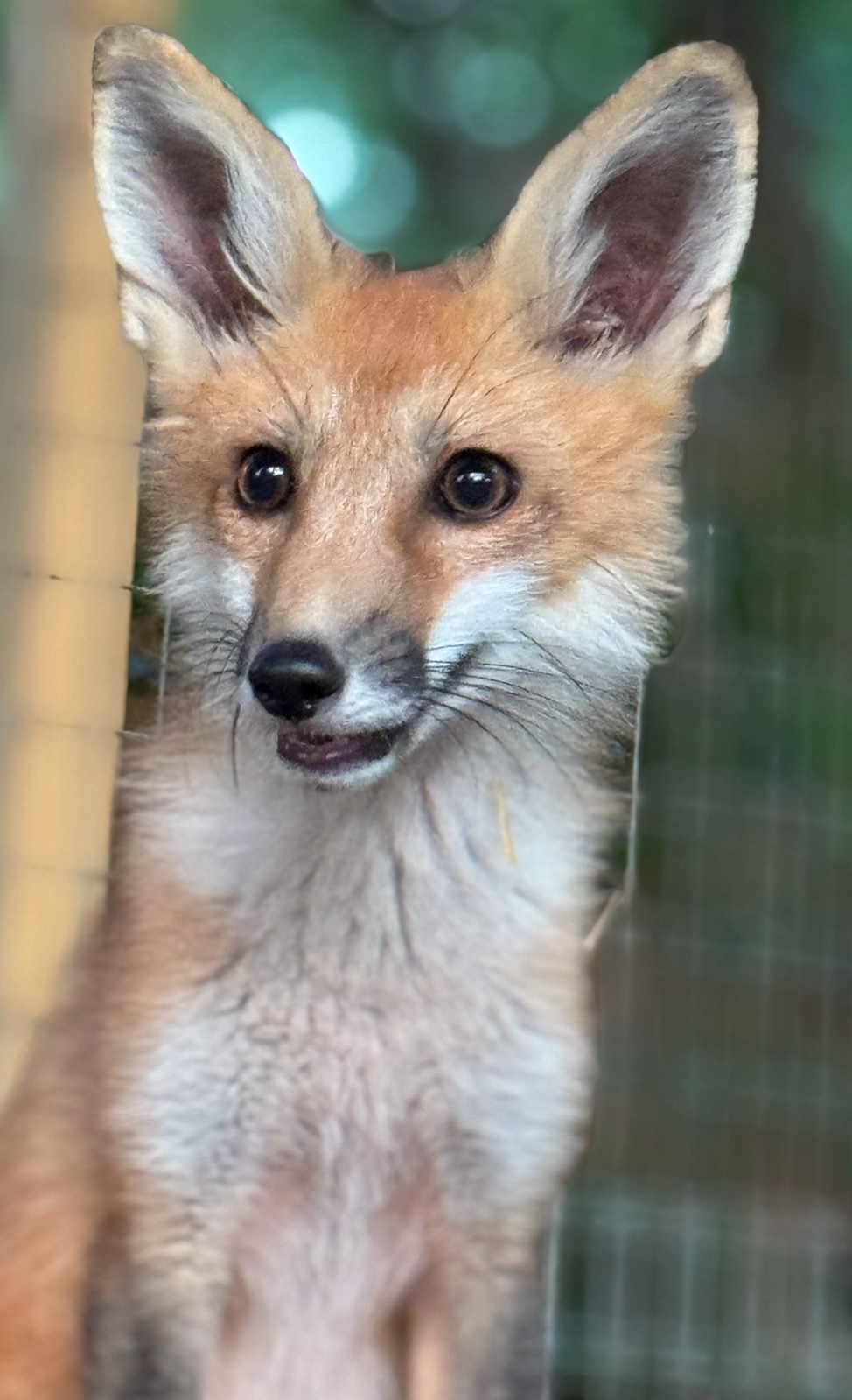 Image of a baby fox in WEST Wildlife Rehab